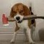A raging beagle