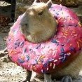 AverageCapybara