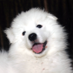 Happy Samoyed